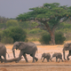 A herd of elephants make their way through the Hwange National Park, Zimbabwe.